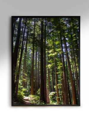 TallSoul.com - Pacific Northwest Poster / Artwork / Wall Art
