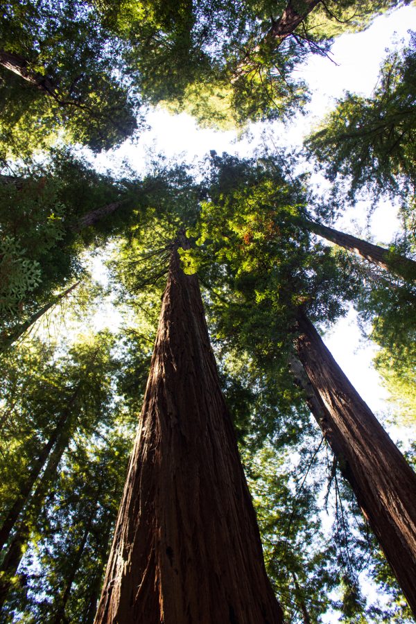 TallSoul.com - Redwoods Poster / Artwork / Wall Art