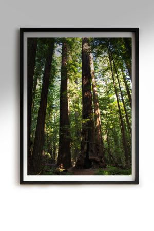 TallSoul.com - Redwoods Poster / Artwork / Wall Art