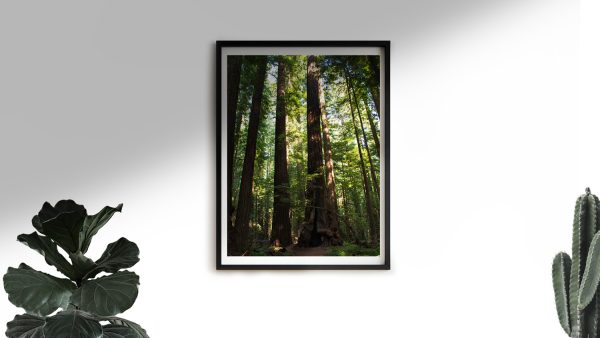 TallSoul.com - Redwoods Poster / Artwork / Wall Art