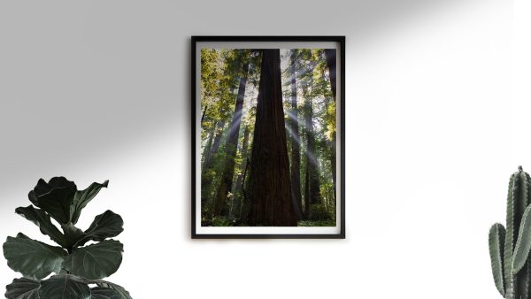 TallSoul.com - Redwoods Poster / Artwork / Wall Art